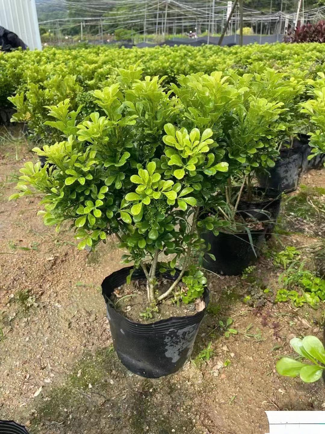 米兰花小苗浇水方法