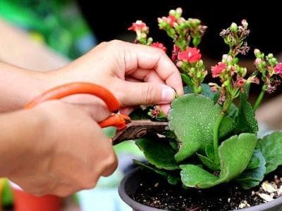 长寿花如何剪枝（长寿花的修剪方法图解）