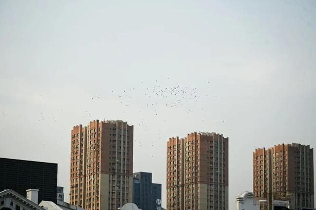 沈阳站、太原街附近为啥乌鸦多？终于明白真相了