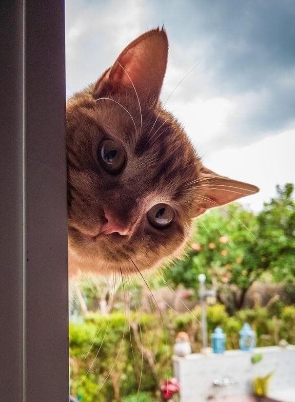 猫咪走失了怎么办？4个步骤快速寻回走失猫咪！寻猫启示无效？试试「剪刀法」神奇偏方
