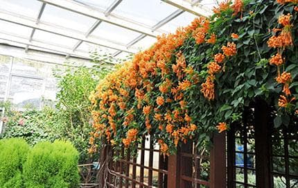 屋顶绿化常用植物【炮仗花】