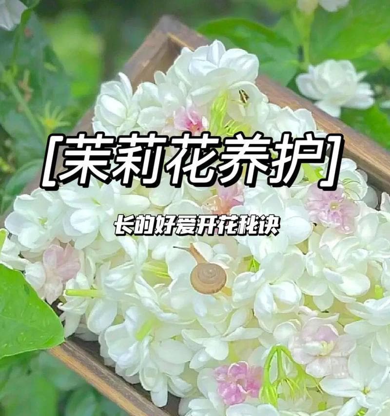 水培茉莉花的养护技巧（让你的茉莉花在水中绽放生机）