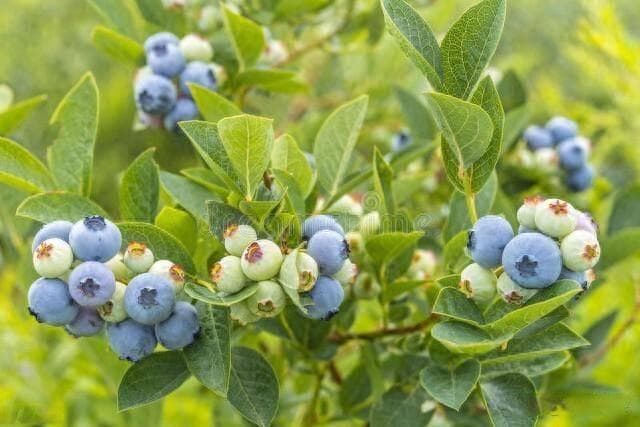 蓝莓的种植方法和技巧