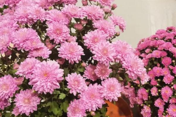 菊花什么时间播种最佳？