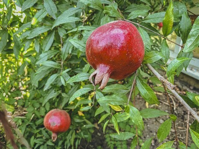 石榴树种植土壤与环境要求：为果树营造最佳生长空间