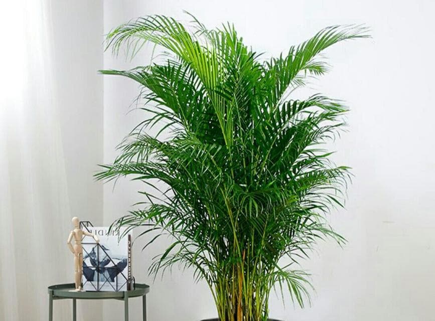 家居植物选择，让客厅更自然（客厅适合摆放哪些绿色植物？）