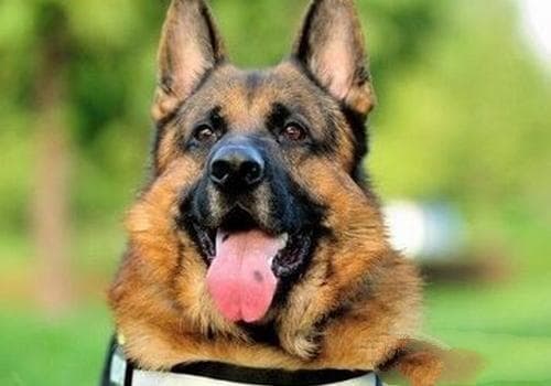 德国牧羊犬的常见遗传病有哪些