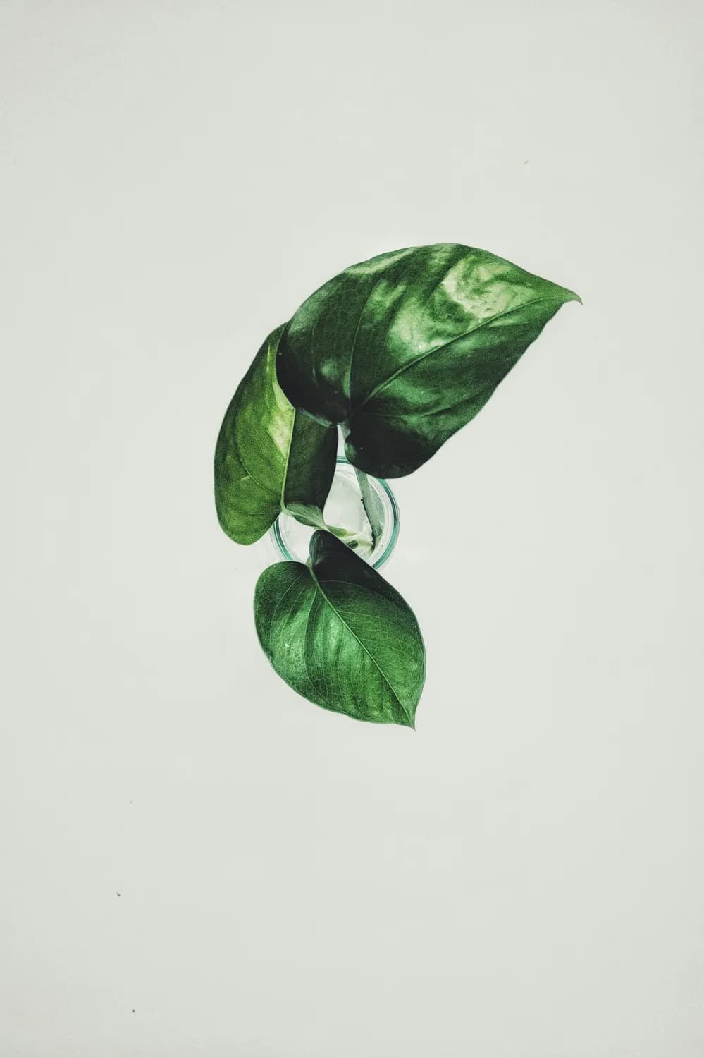 Olga Prinku教你用植物拼出字母