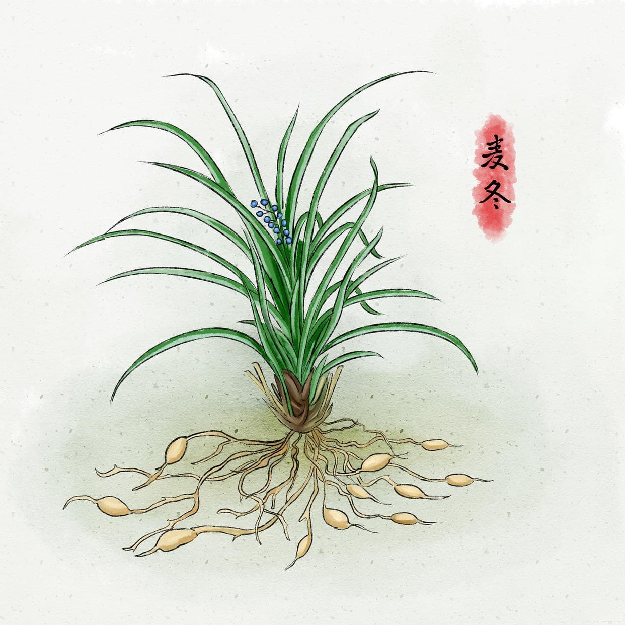 麦冬种植全攻略：从选地到采收的完整技术指南
