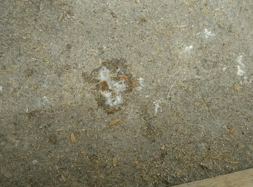 小鸡拉水便怎么办？三种实用解决方案