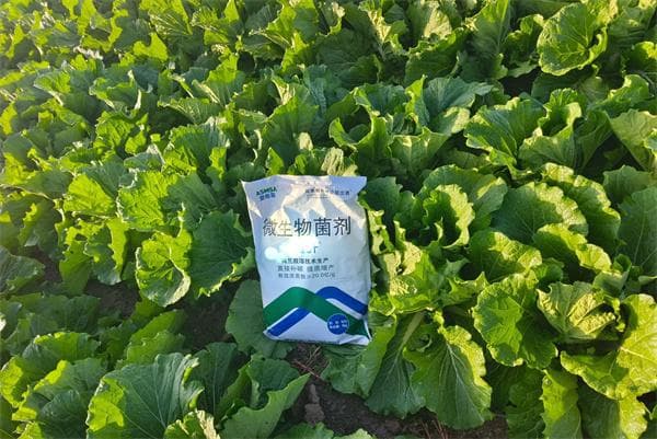 白菜施肥：科学管理与产量品质的关键