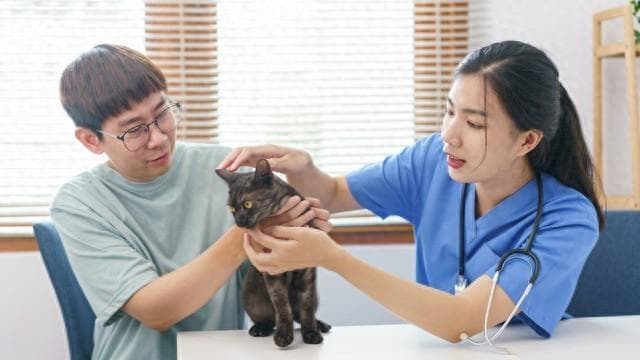 猫咪饮食指南：这些食物适合喂猫吗？