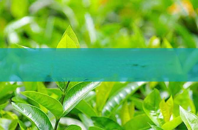 缓解鼻炎不适：哪些茶具有显著效果？