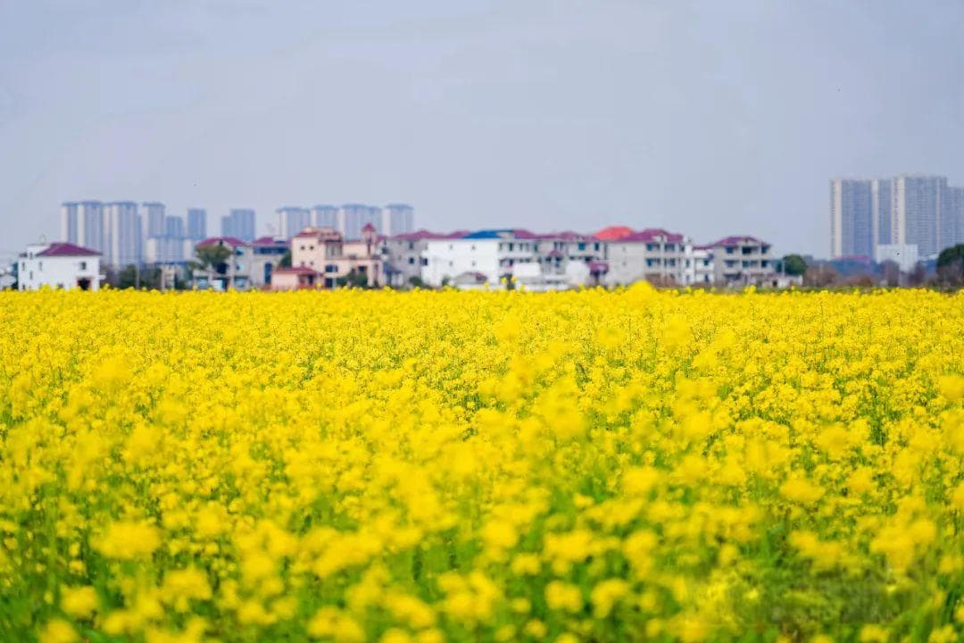 南昌23个油菜花观赏点公布！逾89万亩油菜花等你来打卡