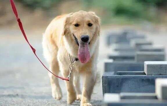 金毛犬长寿指南：从饮食到护理的全方位养护