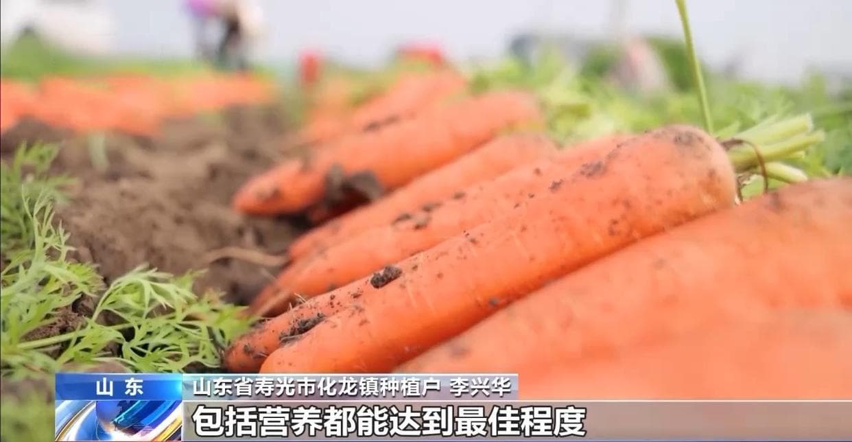全国种，全球卖，寿光胡萝卜出圈！