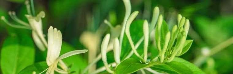 金银花种植完全攻略：15步打造芳香花园