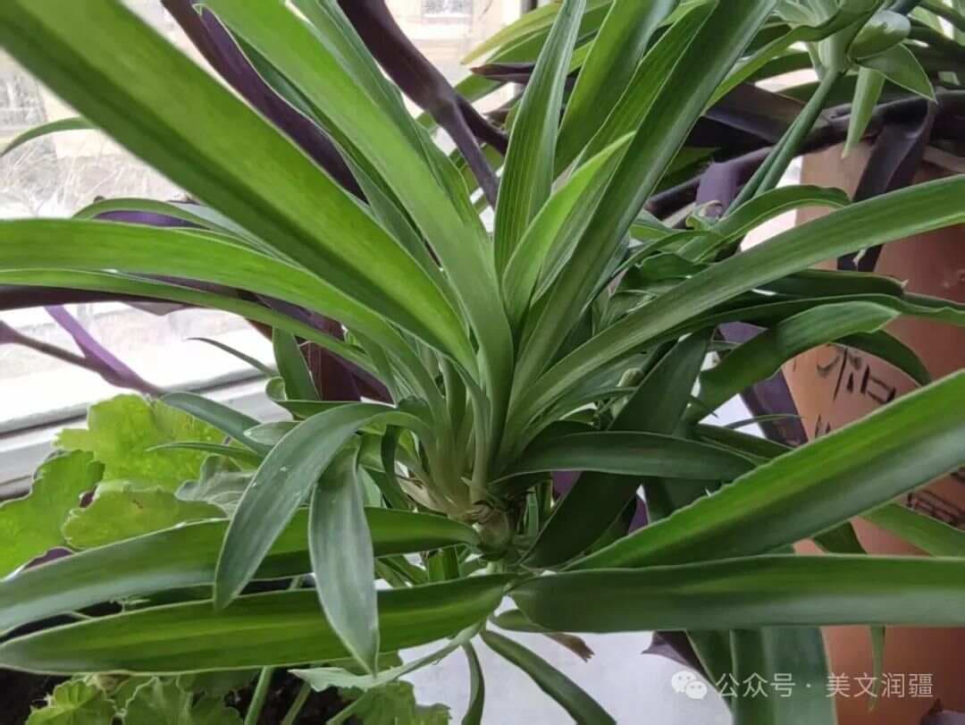 律诗“起承转合”的诀窍（珍藏版）