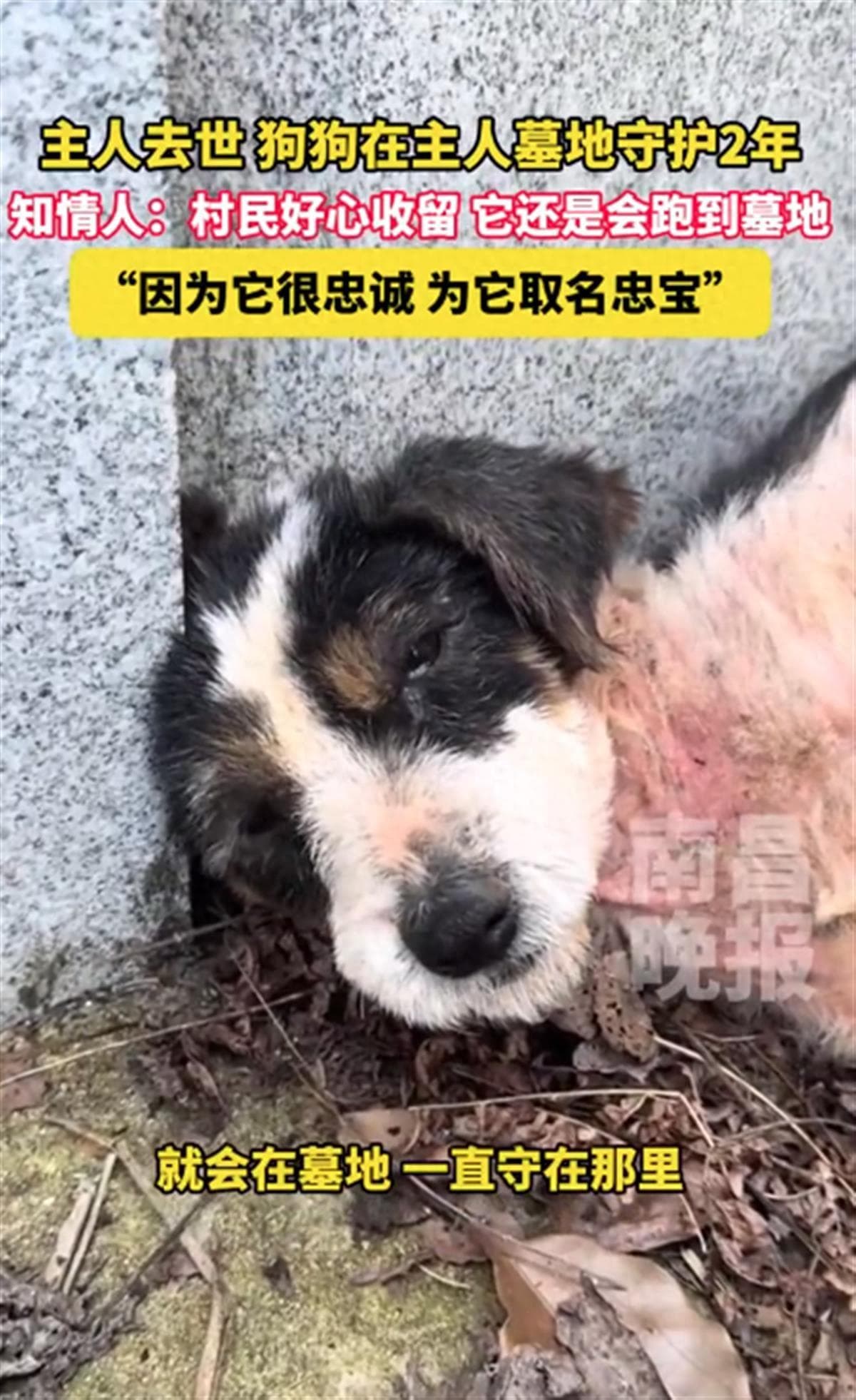 现实版“忠犬八公”！主人去世狗狗守墓2年，专家：狗对人的爱或超过对食物的爱