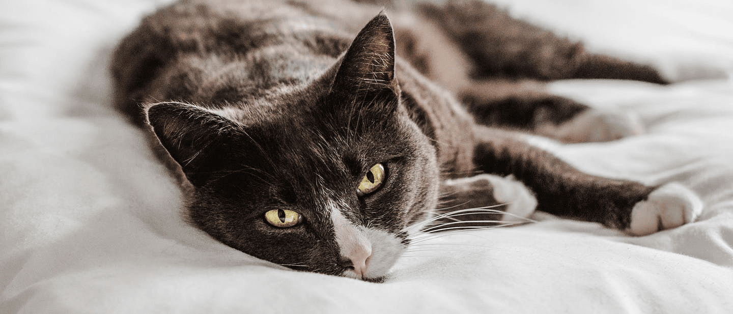 猫咪出现消化问题的症状