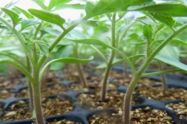 农业防治加化学药剂，双管齐下遏制茶黄螨危害