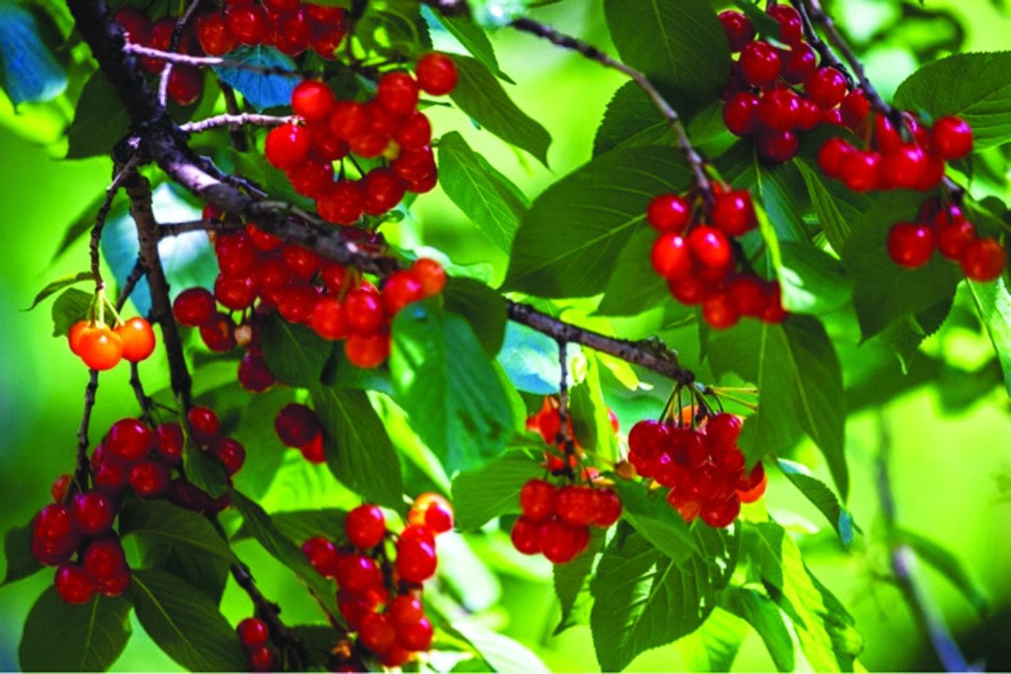 樱花结的是樱桃？专家：樱花的黑色果实别随意采摘食用