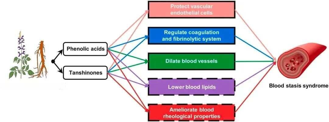 最新研究揭示丹参活血化瘀分子机制，为传统中药提供科学依据
