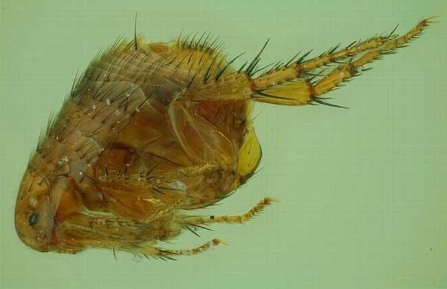 从头到脚全方位除虱指南：6种有效方法+5大预防要点