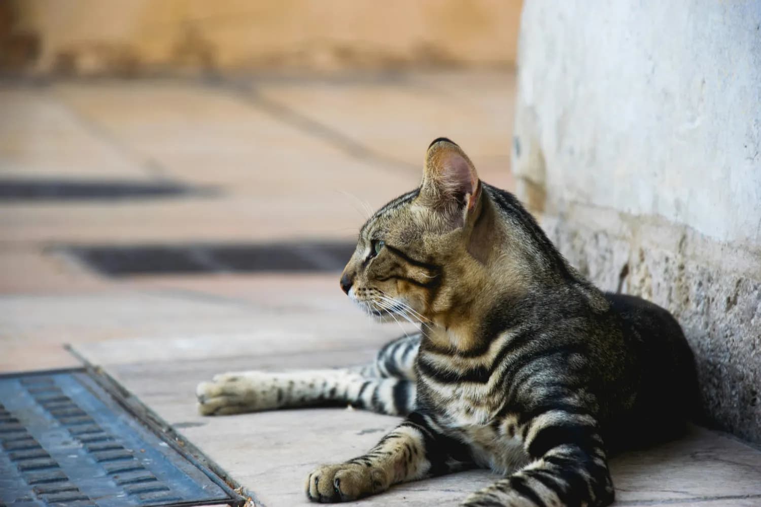 打造理想栖息地，让狸花猫健康快乐成长