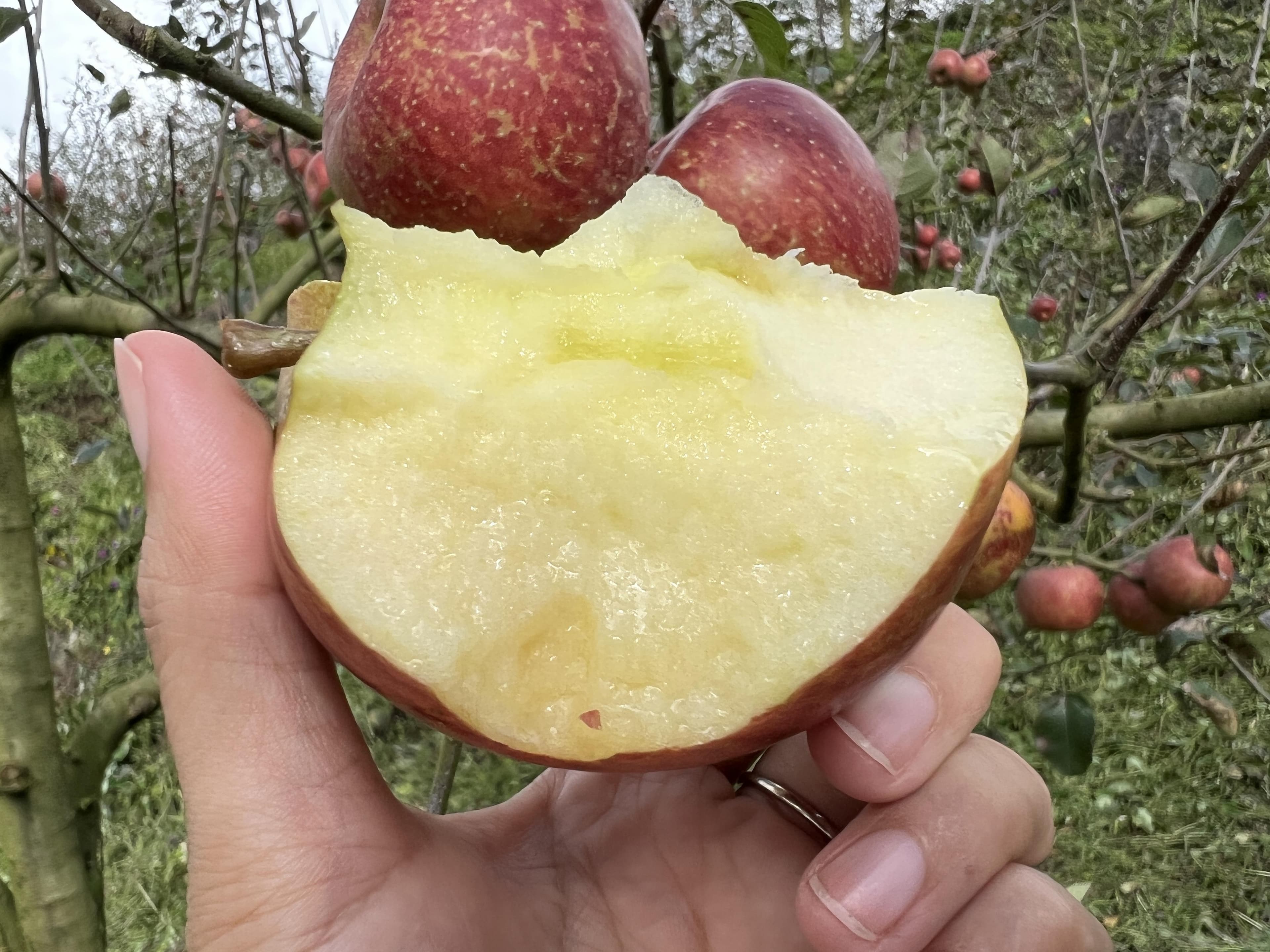 石头缝中的甘露：来自云南深山的丑苹果奇迹