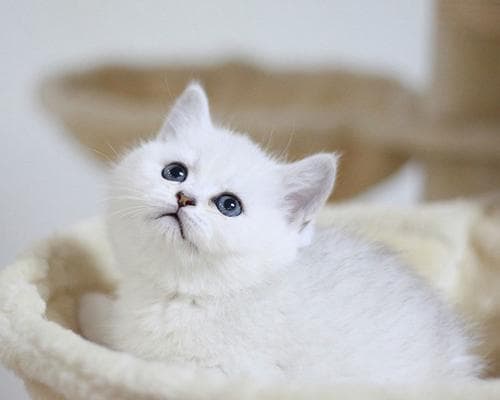 猫咪的家——打造一份舒适的生活环境
