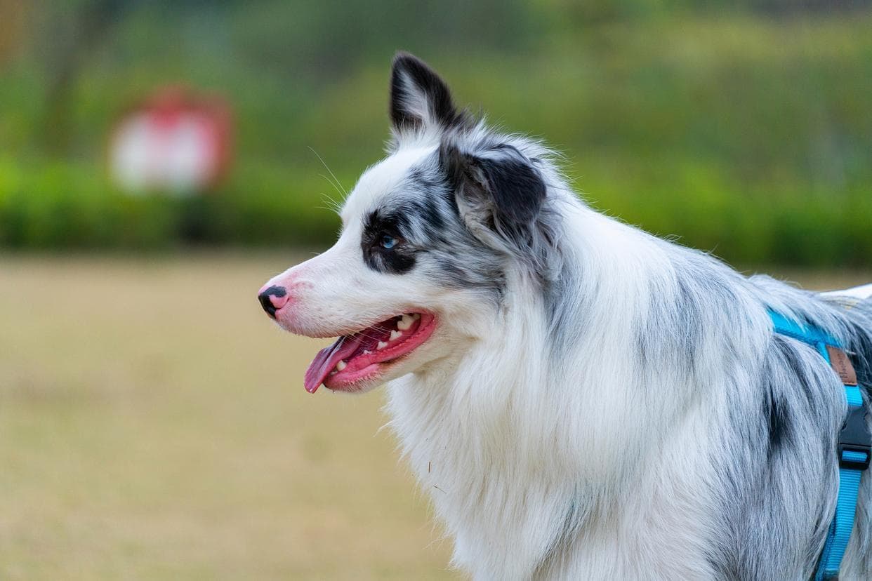 揭秘边牧的“美食秘籍”：选择最佳主食，让你的爱犬健康又活力！
