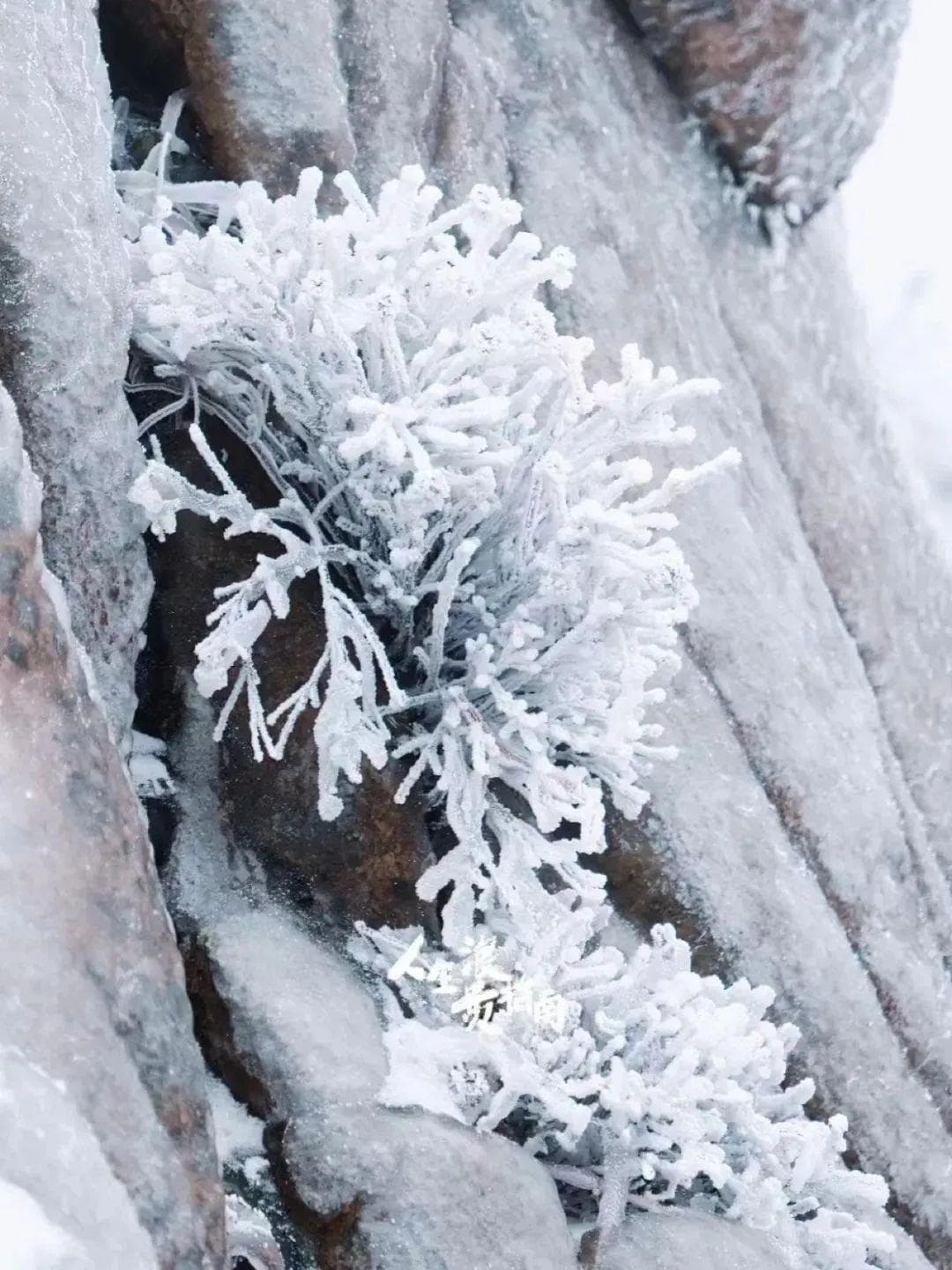 来青岛，寻一场仙里仙气的“雾凇冰雪奇缘”！