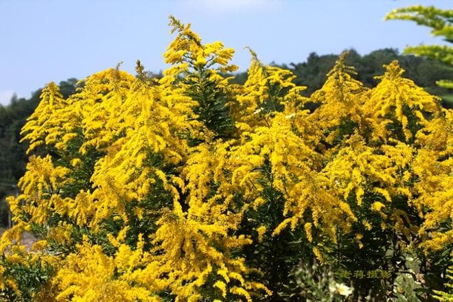 加拿大一枝黄花的危害及防治方法