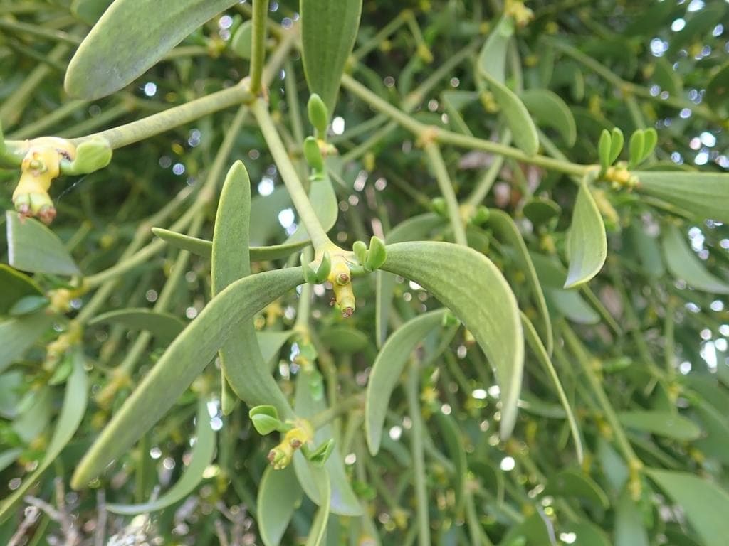 槲寄生：一种神秘而美丽的半寄生植物