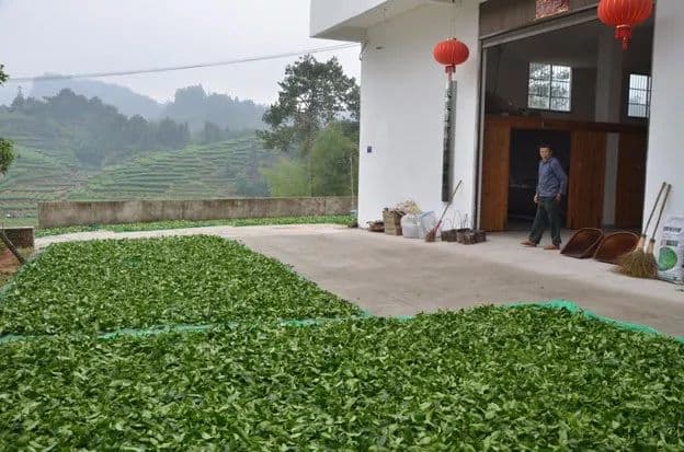 武夷岩茶大红袍的室内萎凋及其发酵详解