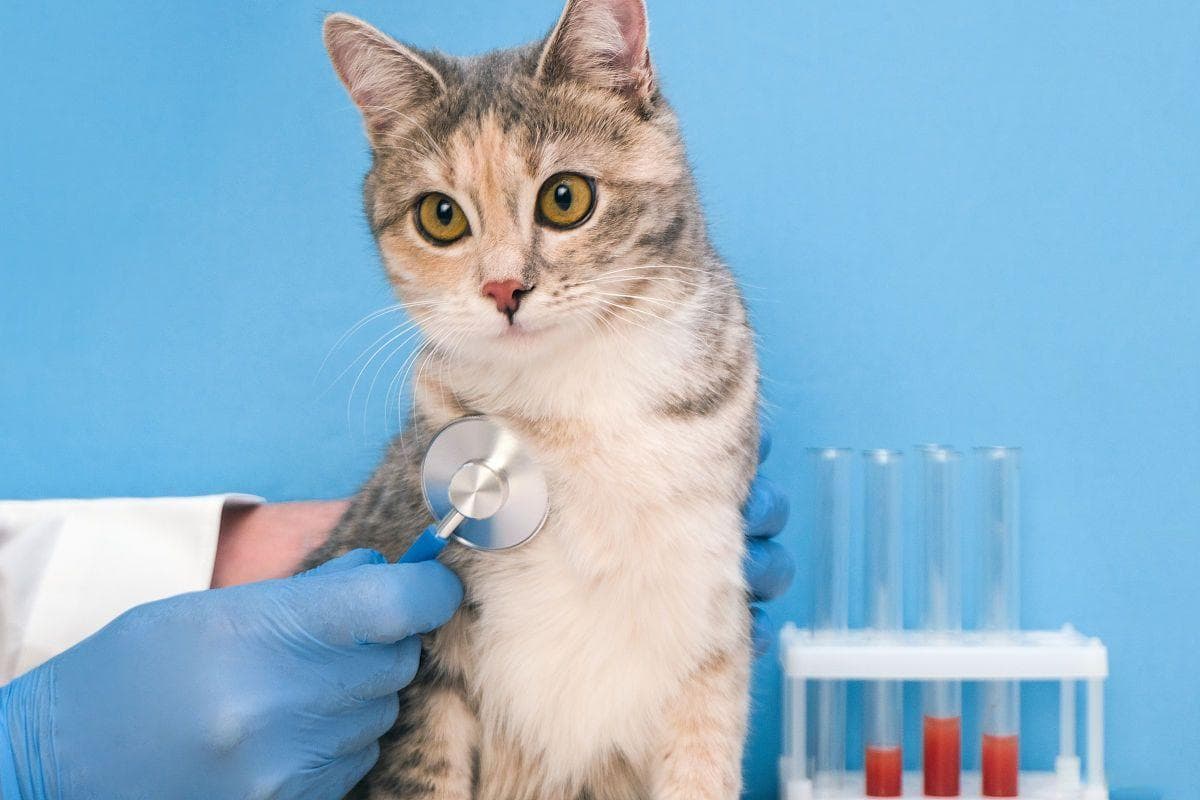 猫的听力是人类的几倍