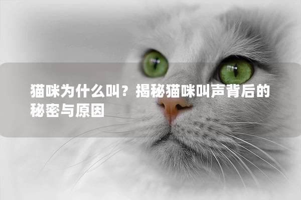 猫咪为什么叫？揭秘猫咪叫声背后的秘密与原因