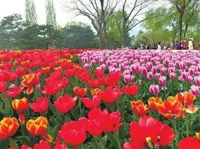 国家植物园21万余株郁金香盛放