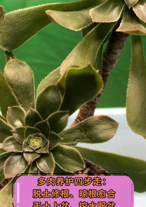 多肉圆盘花盆怎么选？如何保持土壤不干燥？