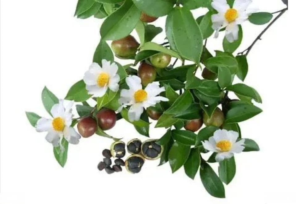 关于山茶油，你不知道的事