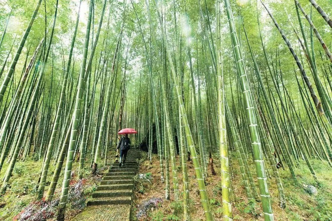 “一根竹”撬动千亿大产业