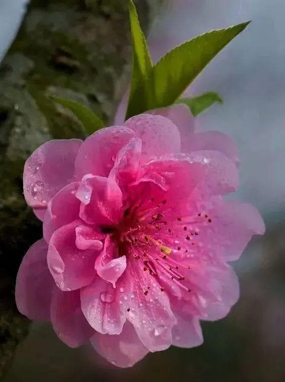 桃花花语：从植物学特征到文化内涵