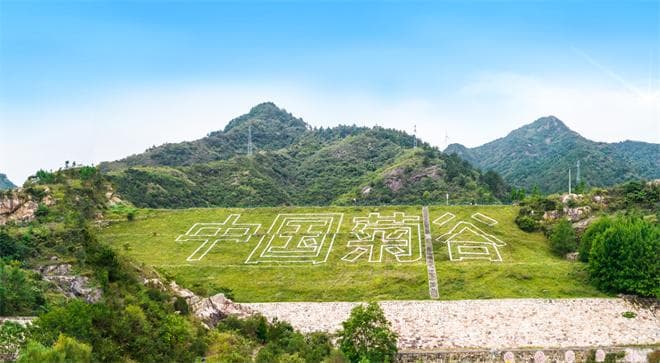 麻城：打造“中国菊谷” 探索产业振兴路径