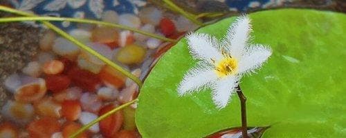 河里放莲花灯的寓意