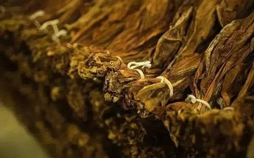 烟叶致香物质的形成