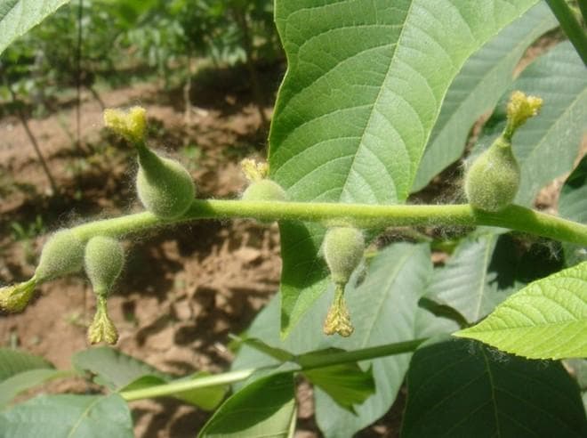 麻核桃种植之麻核桃树施肥篇