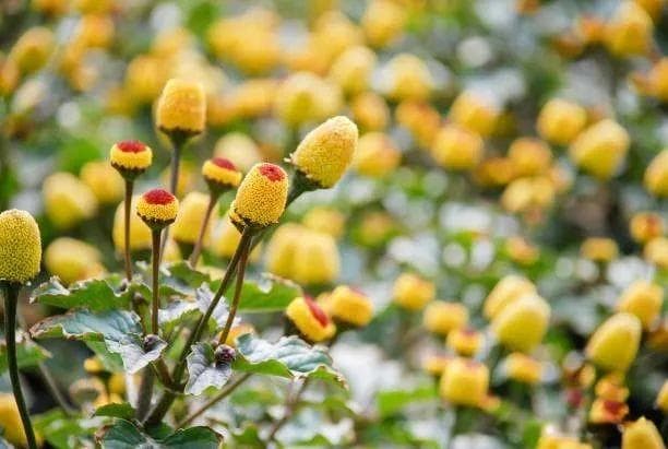 牙痛草的全球风靡之路：从传统药草独特麻醉与现代护肤品抗衰老秘密