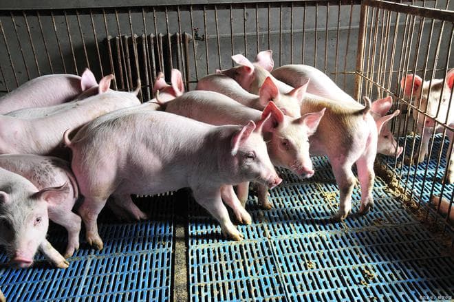 猪痢疾的治疗方法：用药、营养补充与消毒清洁全攻略