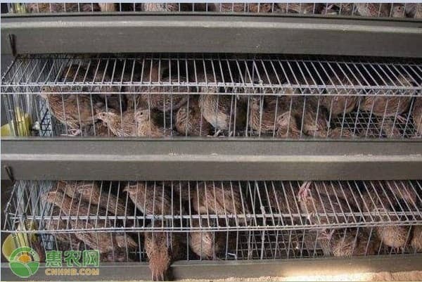 鹌鹑养殖利润和前景如何？